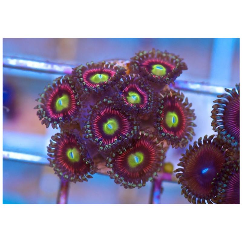 Corali Zoanthus sp. Cat eye - imagine 6